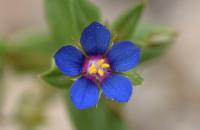 Anagallis foemina