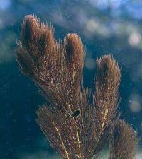 Ceratophyllum submersum