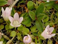 Anagallis tenella