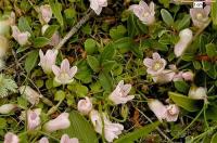 Anagallis tenella