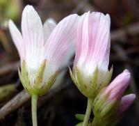 Anagallis tenella