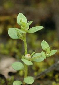 Anagallis minima