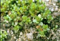 Anagallis minima