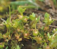 Anagallis minima