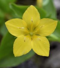 Lysimachia nemorum