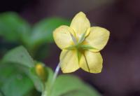 Lysimachia nemorum