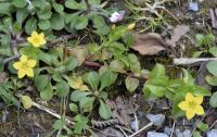 Lysimachia nemorum