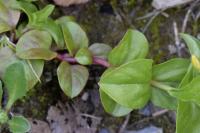 Lysimachia nemorum