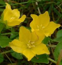 Lysimachia nummularia