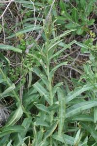 Lysimachia ephemerum