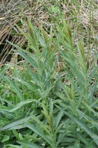 Lysimachia ephemerum