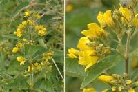 Lysimachia vulgaris