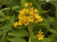 Lysimachia vulgaris