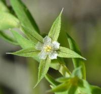 Asterolinon linum-stellatum