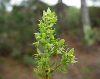 Asterolinon linum-stellatum