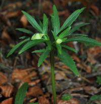 Helleborus viridis subsp. occidentalis