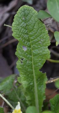 Primula acaulis subsp. acaulis