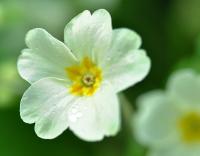 Primula acaulis subsp. acaulis