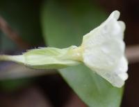 Primula acaulis subsp. acaulis