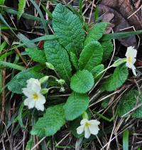 Primula acaulis subsp. acaulis