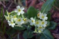 Primula elatior subsp. elatior