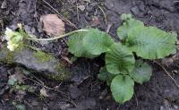 Primula elatior subsp. elatior