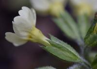 Primula elatior subsp. elatior