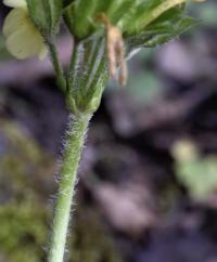 Primula elatior subsp. elatior