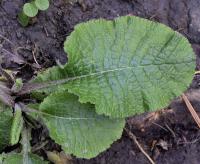 Primula elatior subsp. elatior