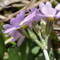 Primula farinosa