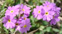 Primula farinosa