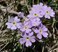 Primula farinosa