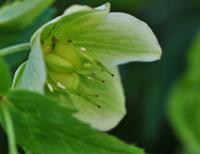 Helleborus viridis subsp. occidentalis