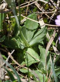 Primula farinosa