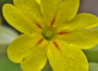 Primula veris subsp. columnae