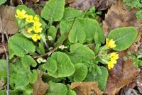 Primula veris subsp. columnae