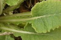 Primula veris subsp. columnae