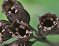 Primula veris subsp. columnae