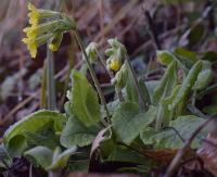 Primula veris subsp. columnae