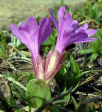 Primula integrifolia