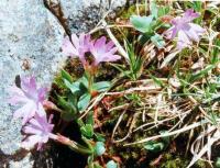 Primula integrifolia