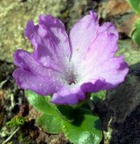 Primula integrifolia