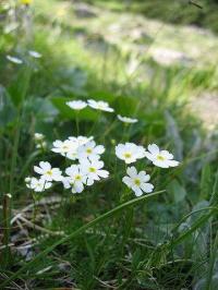 Androsace lactea