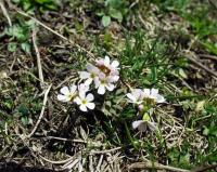 Androsace lactea