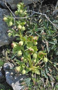 Helleborus foetidus