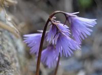 Soldanella alpina