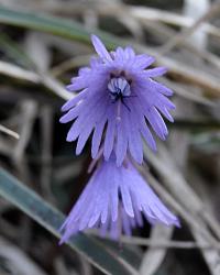 Soldanella alpina