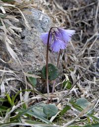 Soldanella alpina