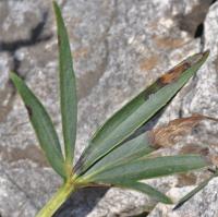 Helleborus foetidus