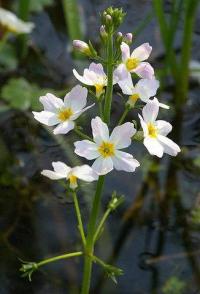 Hottonia palustris